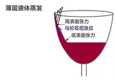 葡萄酒挂杯（酒泪）形成原理常识
