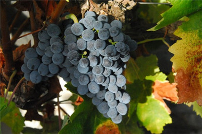 西拉 / 设拉子（Syrah/Shiraz）干红葡萄酒品酒常识（黑胡椒 / 黑莓 / 单宁中 / 高酒精度）
